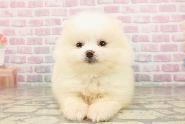 静岡県のポメラニアン (Coo&RIKU掛川店/2025年7月20日生まれ/男の子/クリーム)の子犬の1枚目の画像