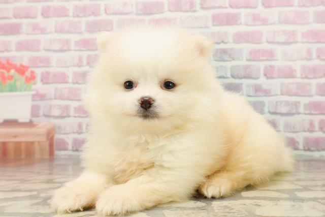 静岡県のポメラニアン (Coo&RIKU掛川店/2025年7月20日生まれ/男の子/クリーム)の子犬の2枚目の画像