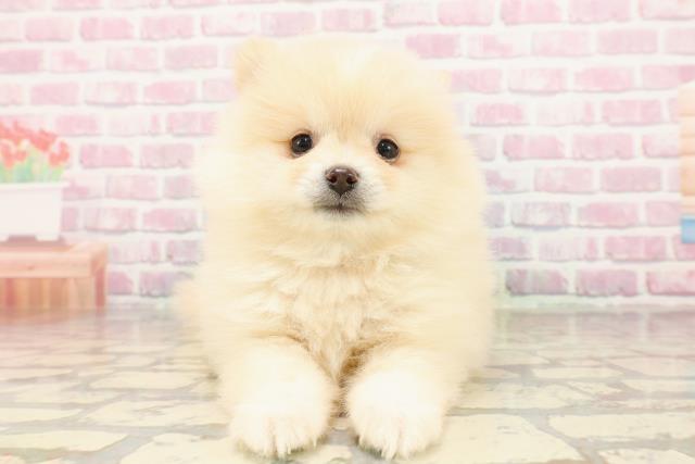 茨城県のポメラニアン (Coo&RIKU日立店/2025年7月20日生まれ/男の子/クリーム)の子犬の1枚目の画像