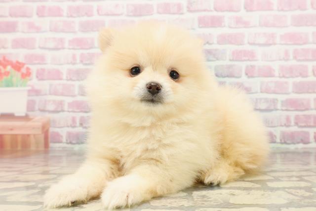 茨城県のポメラニアン (Coo&RIKU日立店/2025年7月20日生まれ/男の子/クリーム)の子犬の2枚目の画像