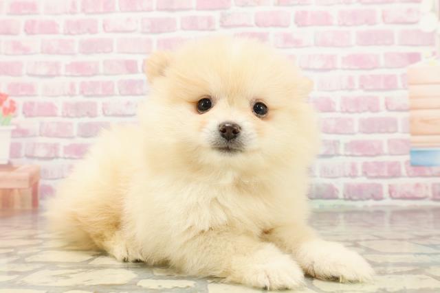 茨城県のポメラニアン (Coo&RIKU日立店/2025年7月20日生まれ/男の子/クリーム)の子犬の3枚目の画像