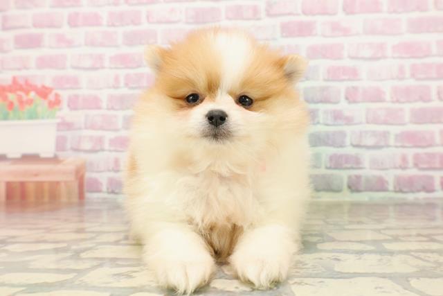 千葉県のポメラニアン (Coo&RIKU南柏店/2025年7月20日生まれ/女の子/パーティーカラー)の子犬の1枚目の画像