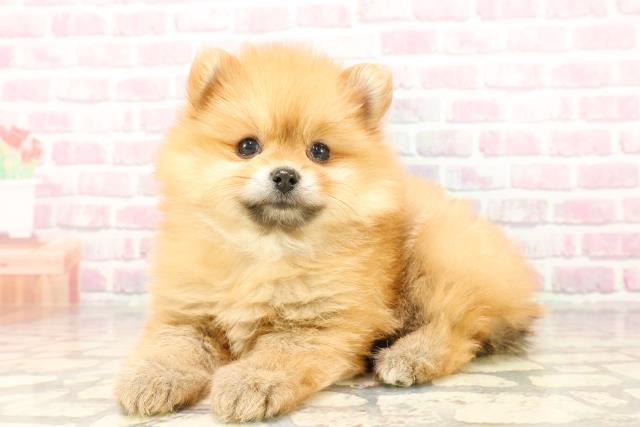 千葉県のポメラニアン (Coo&RIKU流山店/2025年7月20日生まれ/女の子/オレンジ)の子犬の2枚目の画像