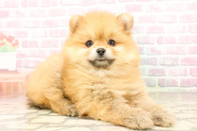 千葉県のポメラニアン (Coo&RIKU流山店/2025年7月20日生まれ/女の子/オレンジ)の子犬の3枚目の画像