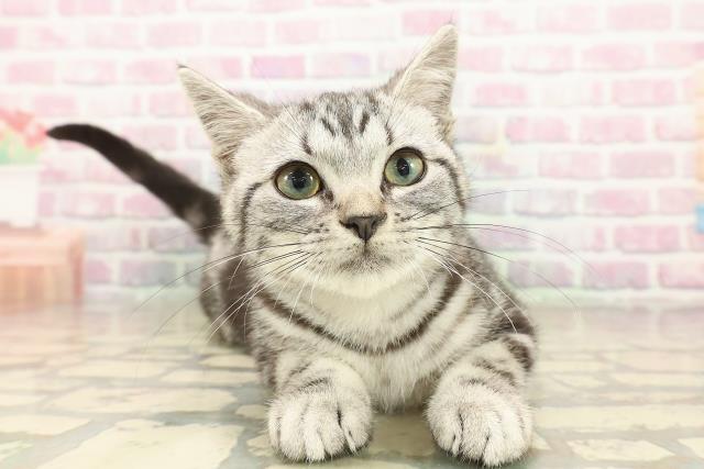 アメリカンショートヘアー