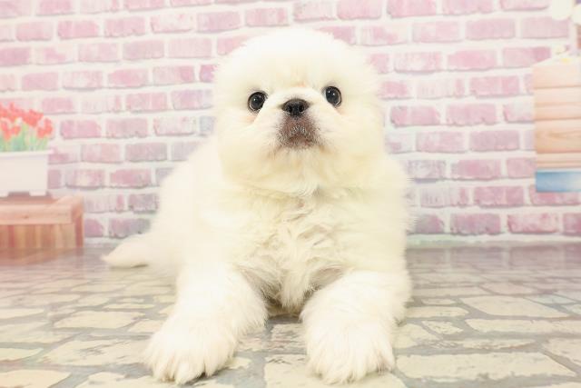 埼玉県のペキニーズ (Coo&RIKU桶川店/2025年7月22日生まれ/男の子/ホワイト)の子犬の1枚目の画像