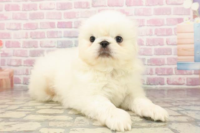 埼玉県のペキニーズ (Coo&RIKU桶川店/2025年7月22日生まれ/男の子/ホワイト)の子犬の3枚目の画像