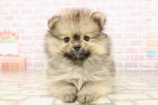 東京都のポメラニアン (Coo&RIKU江戸川店/2025年7月14日生まれ/女の子/ウルフセーブル)の子犬の1枚目の画像