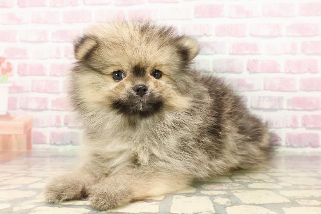 東京都のポメラニアン (Coo&RIKU江戸川店/2025年7月14日生まれ/女の子/ウルフセーブル)の子犬の2枚目の画像