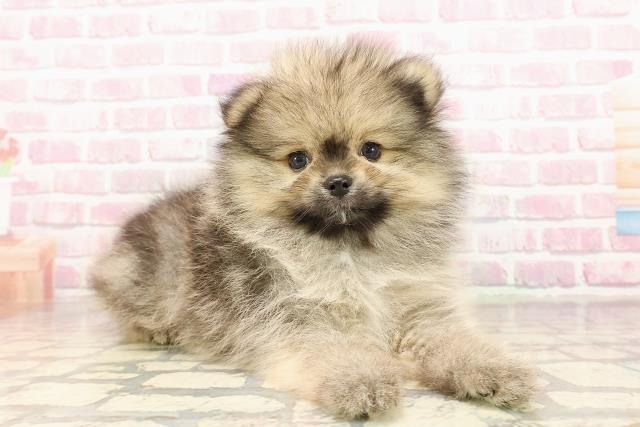 東京都のポメラニアン (Coo&RIKU江戸川店/2025年7月14日生まれ/女の子/ウルフセーブル)の子犬の3枚目の画像