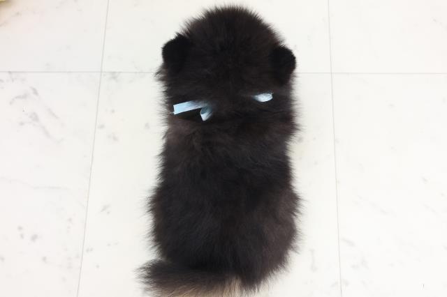 福岡県のポメラニアン (Coo&RIKU小倉店/2025年7月21日生まれ/男の子/ブラックタン)の子犬の4枚目の画像
