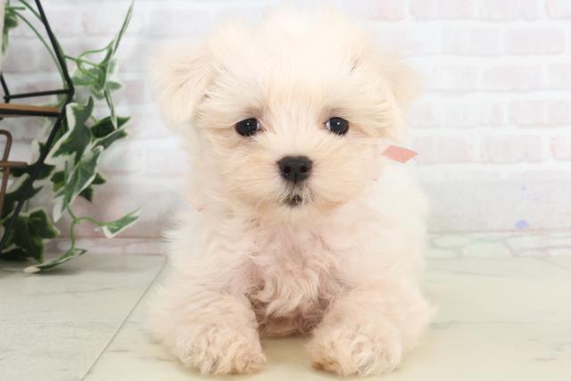 鹿児島県のマルチーズ (Coo&RIKU鹿児島店/2025年7月22日生まれ/女の子/ホワイト)の子犬の1枚目の画像