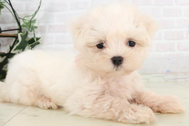 鹿児島県のマルチーズ (Coo&RIKU鹿児島店/2025年7月22日生まれ/女の子/ホワイト)の子犬の2枚目の画像