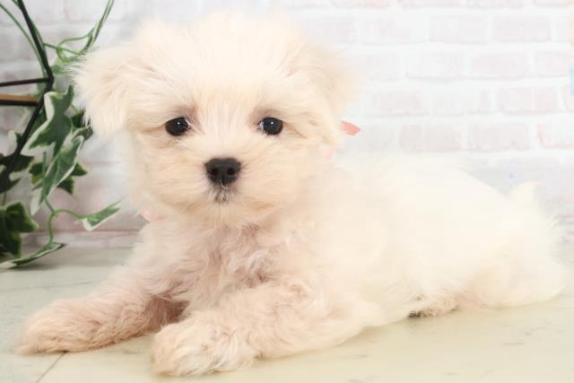 鹿児島県のマルチーズ (Coo&RIKU鹿児島店/2025年7月22日生まれ/女の子/ホワイト)の子犬の3枚目の画像