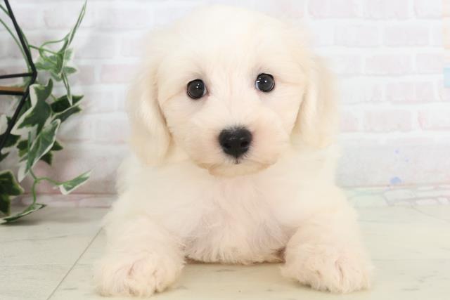 宮崎県のビションフリーゼ (Coo&RIKU宮崎店/2025年7月23日生まれ/男の子/ホワイト)の子犬の1枚目の画像
