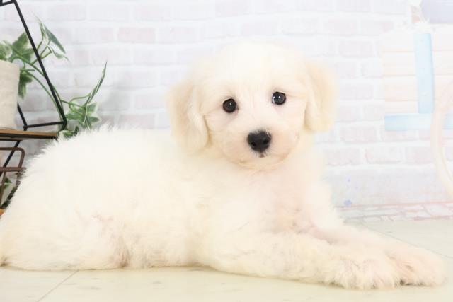 宮崎県のビションフリーゼ (Coo&RIKU宮崎店/2025年7月23日生まれ/男の子/ホワイト)の子犬の2枚目の画像