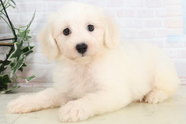 宮崎県のビションフリーゼ (Coo&RIKU宮崎店/2025年7月23日生まれ/男の子/ホワイト)の子犬の3枚目の画像