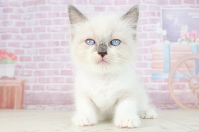 福岡県のラグドール (Coo&RIKU筑後店/2025年7月22日生まれ/男の子/シールポイントバイカラー)の子猫の1枚目の画像