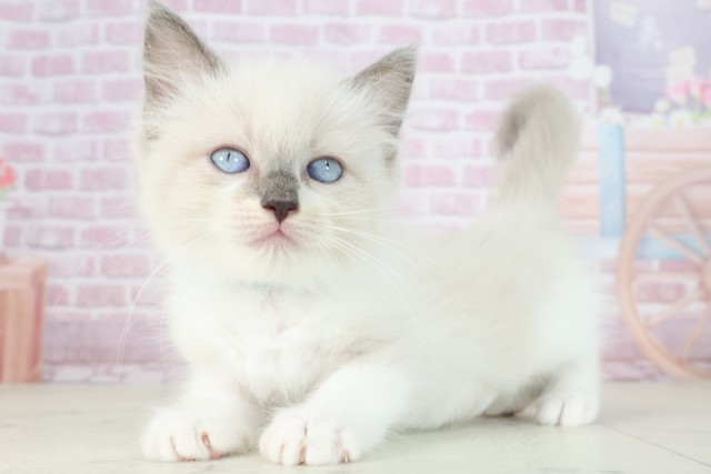 福岡県のラグドール (Coo&RIKU筑後店/2025年7月22日生まれ/男の子/シールポイントバイカラー)の子猫の3枚目の画像