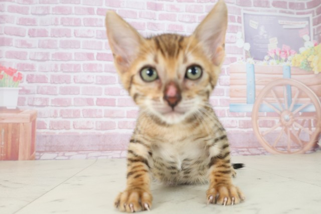 福岡県のトイガー (Coo&RIKU大牟田店/2025年7月22日生まれ/男の子/ブラウンスポットタビー)の子猫の1枚目の画像