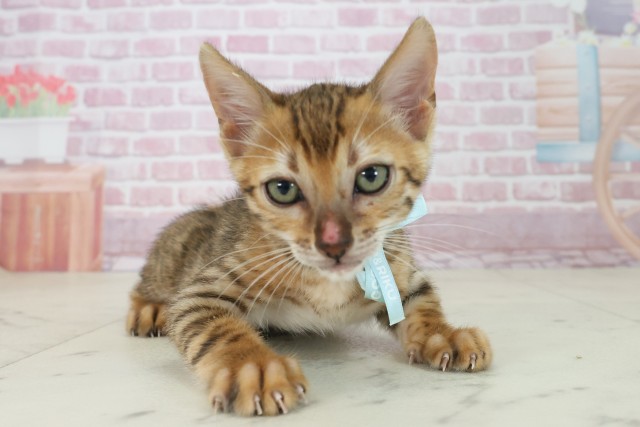 福岡県のトイガー (Coo&RIKU大牟田店/2025年7月22日生まれ/男の子/ブラウンスポットタビー)の子猫の2枚目の画像