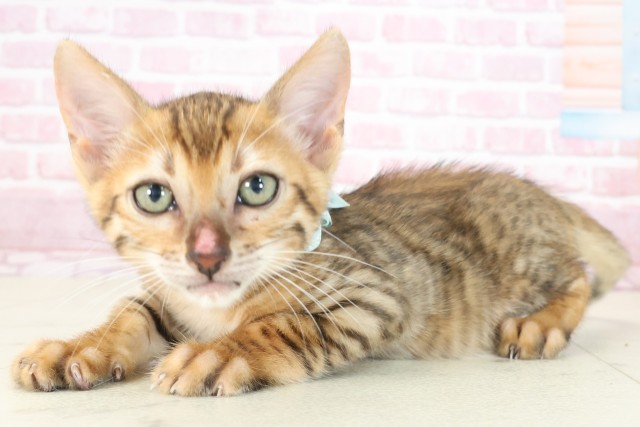 福岡県のトイガー (Coo&RIKU大牟田店/2025年7月22日生まれ/男の子/ブラウンスポットタビー)の子猫の3枚目の画像