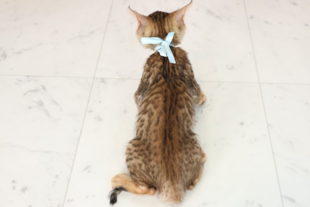 福岡県のトイガー (Coo&RIKU大牟田店/2025年7月22日生まれ/男の子/ブラウンスポットタビー)の子猫の4枚目の画像