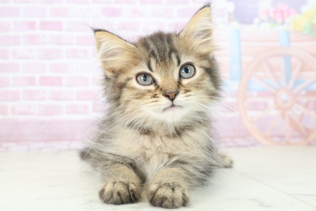 熊本県のマンチカン (Coo&RIKUカリーノ玉名店/2025年6月29日生まれ/男の子/ブラウンタビー)の子猫の1枚目の画像