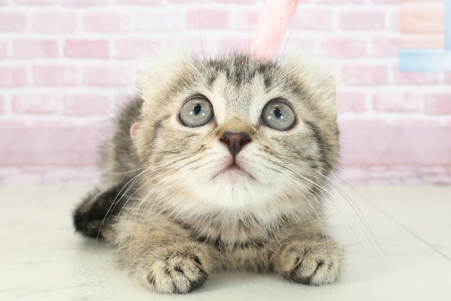 鹿児島県のキンカロー (Coo&RIKU鹿屋店/2025年6月29日生まれ/女の子/ブラウンパッチドタビー)の子猫の1枚目の画像