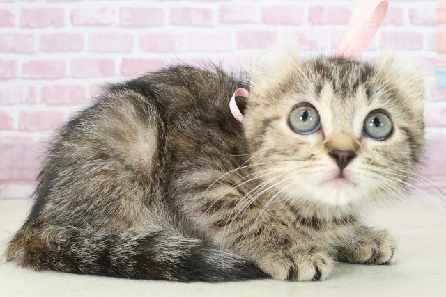 鹿児島県のキンカロー (Coo&RIKU鹿屋店/2025年6月29日生まれ/女の子/ブラウンパッチドタビー)の子猫の2枚目の画像