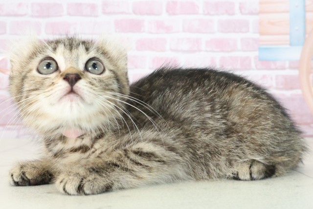 鹿児島県のキンカロー (Coo&RIKU鹿屋店/2025年6月29日生まれ/女の子/ブラウンパッチドタビー)の子猫の3枚目の画像