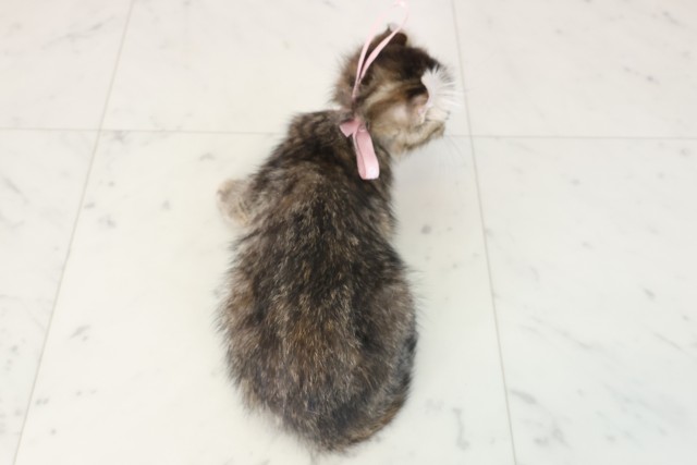 鹿児島県のキンカロー (Coo&RIKU鹿屋店/2025年6月29日生まれ/女の子/ブラウンパッチドタビー)の子猫の4枚目の画像