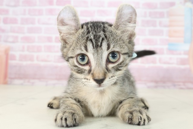 大分県のキンカロー (Coo&RIKU大分店/2025年7月6日生まれ/男の子/ブラウンタビー)の子猫の1枚目の画像