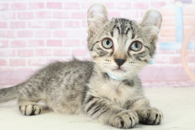 大分県のキンカロー (Coo&RIKU大分店/2025年7月6日生まれ/男の子/ブラウンタビー)の子猫の2枚目の画像