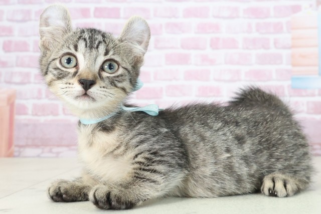 大分県のキンカロー (Coo&RIKU大分店/2025年7月6日生まれ/男の子/ブラウンタビー)の子猫の3枚目の画像