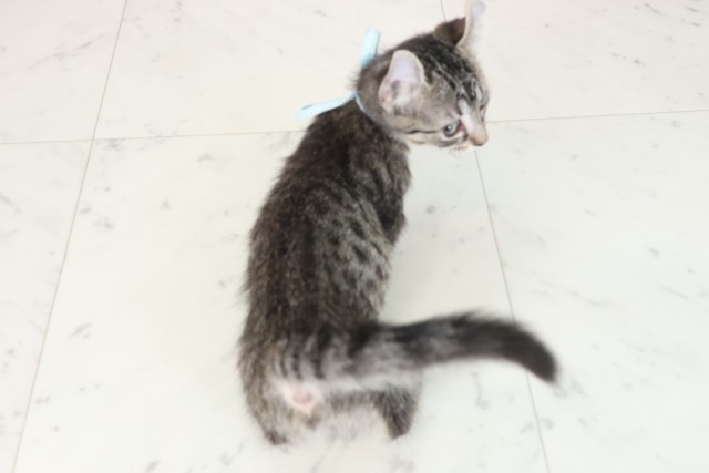 大分県のキンカロー (Coo&RIKU大分店/2025年7月6日生まれ/男の子/ブラウンタビー)の子猫の4枚目の画像