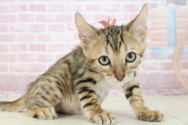 熊本県のトイガー (Coo&RIKUイオンモール宇城店/2025年7月3日生まれ/女の子/ブラウンスポットタビー)の子猫の2枚目の画像