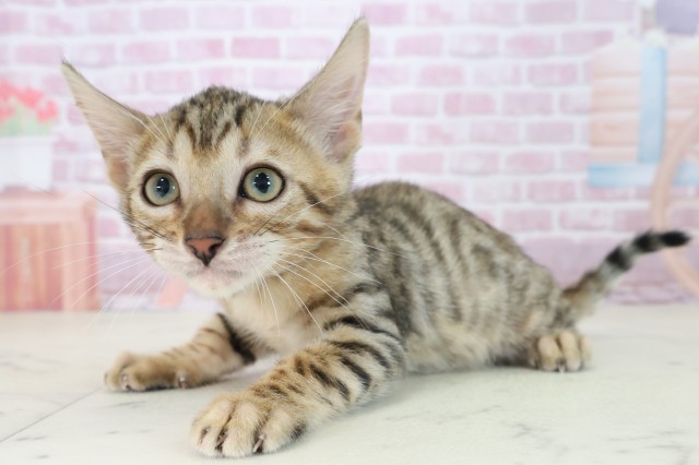 熊本県のトイガー (Coo&RIKUイオンモール宇城店/2025年7月3日生まれ/女の子/ブラウンスポットタビー)の子猫の3枚目の画像