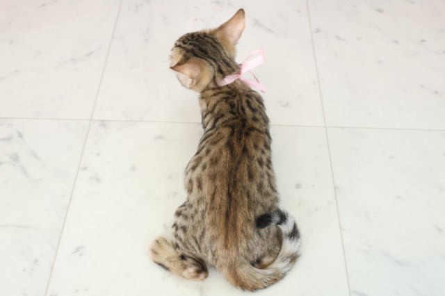 熊本県のトイガー (Coo&RIKUイオンモール宇城店/2025年7月3日生まれ/女の子/ブラウンスポットタビー)の子猫の4枚目の画像