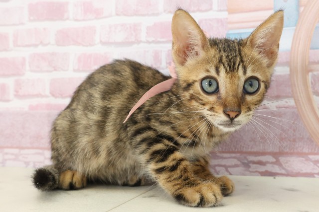 大分県のベンガル (Coo&RIKU大分店/2025年7月4日生まれ/女の子/ブラウンスポットタビー)の子猫の2枚目の画像