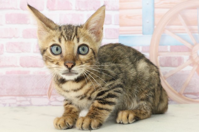 大分県のベンガル (Coo&RIKU大分店/2025年7月4日生まれ/女の子/ブラウンスポットタビー)の子猫の3枚目の画像