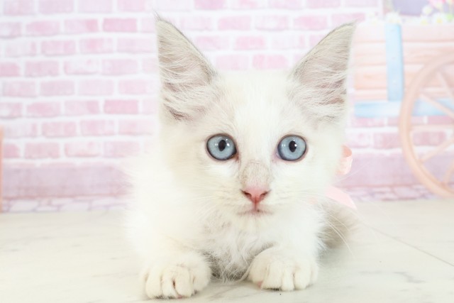 熊本県のラグドール (Coo&RIKUカリーノ玉名店/2025年7月7日生まれ/女の子/ブルーポイントバイカラー)の子猫の1枚目の画像