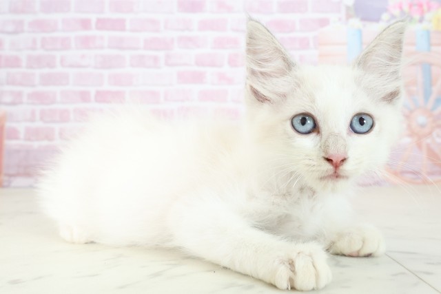熊本県のラグドール (Coo&RIKUカリーノ玉名店/2025年7月7日生まれ/女の子/ブルーポイントバイカラー)の子猫の2枚目の画像