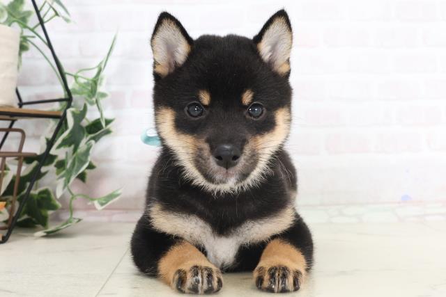 新潟県の豆柴 (Coo&RIKU新潟西店/2025年7月20日生まれ/男の子/黒)の子犬の1枚目の画像