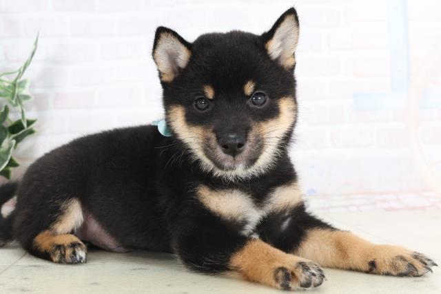新潟県の豆柴 (Coo&RIKU新潟西店/2025年7月20日生まれ/男の子/黒)の子犬の2枚目の画像
