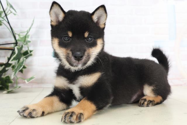 新潟県の豆柴 (Coo&RIKU新潟西店/2025年7月20日生まれ/男の子/黒)の子犬の3枚目の画像