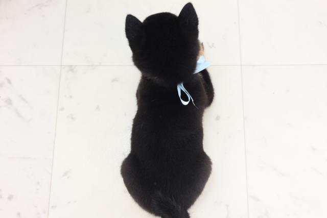 新潟県の豆柴 (Coo&RIKU新潟西店/2025年7月20日生まれ/男の子/黒)の子犬の4枚目の画像