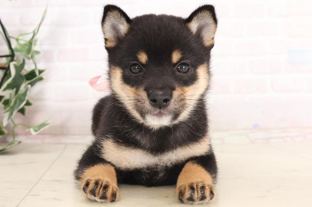 福岡県の豆柴 (Coo&RIKU福岡西店/2025年7月20日生まれ/女の子/黒)の子犬の1枚目の画像