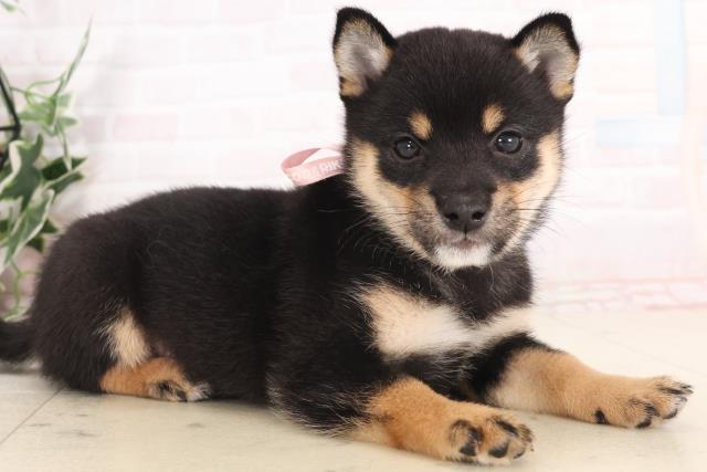 福岡県の豆柴 (Coo&RIKU福岡西店/2025年7月20日生まれ/女の子/黒)の子犬の2枚目の画像