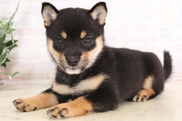福岡県の豆柴 (Coo&RIKU福岡西店/2025年7月20日生まれ/女の子/黒)の子犬の3枚目の画像